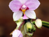 orchidej (Spathoglottis sp.; Západní Papua, Indonézie)
